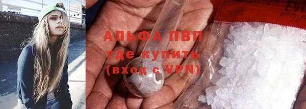 прущие грибы Новозыбков